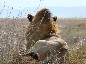Leones en el Serengueti