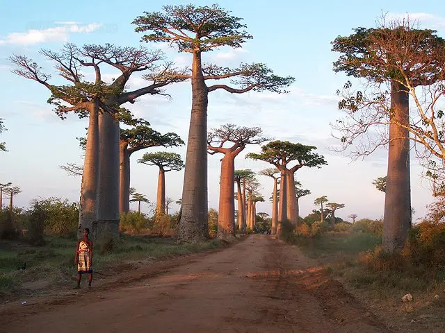Madagascar 