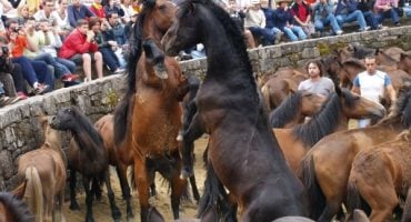 ‘Rapa das bestas’, un espectáculo único en Galicia