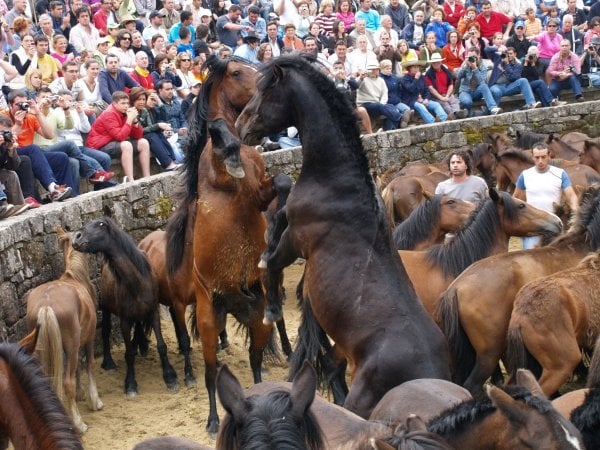 Rapa das bestias, Galicia