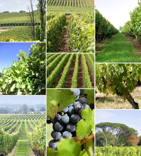 viñedos