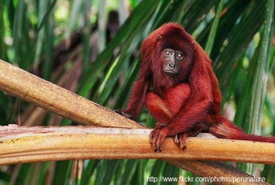 Selva de Tambopata, Perú