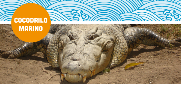 cocodrilo marino