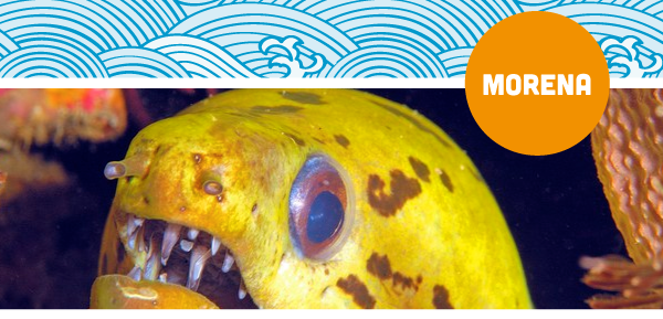 morena 