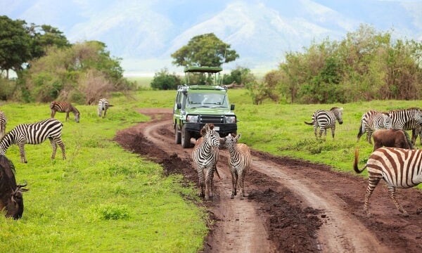 Safari Sudafrica