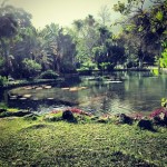 jardin botanico -150x150