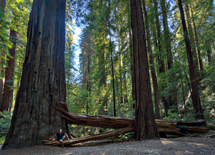 redwoods_ 