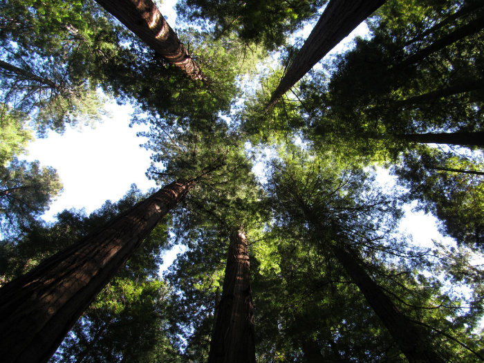 redwoods_