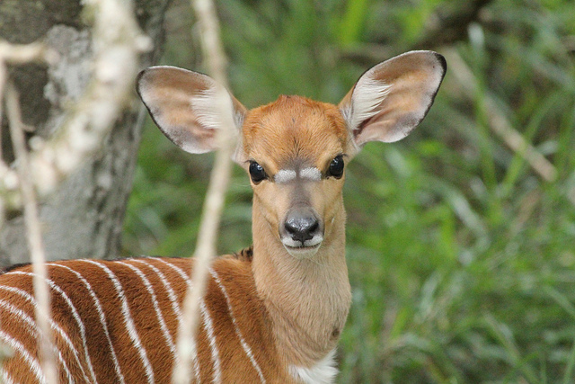 Nyala en áfrica