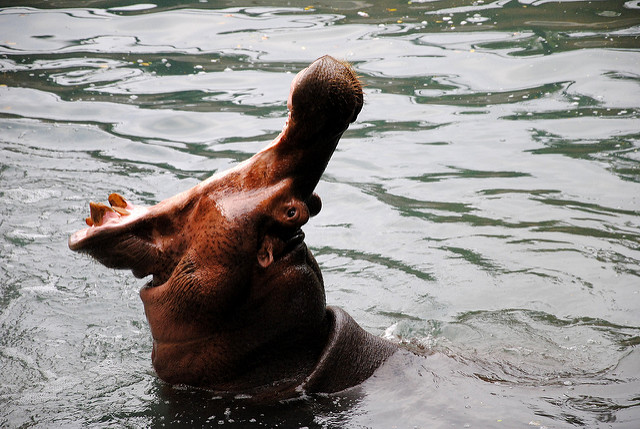 hipopotamo africa