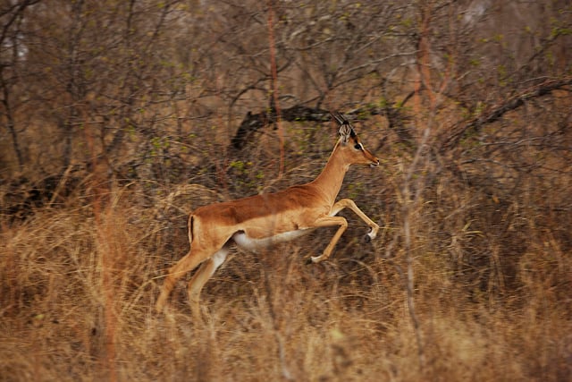 impala en africa