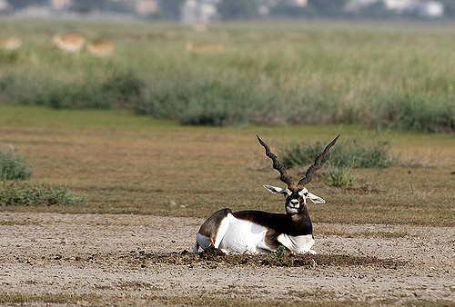 antilope