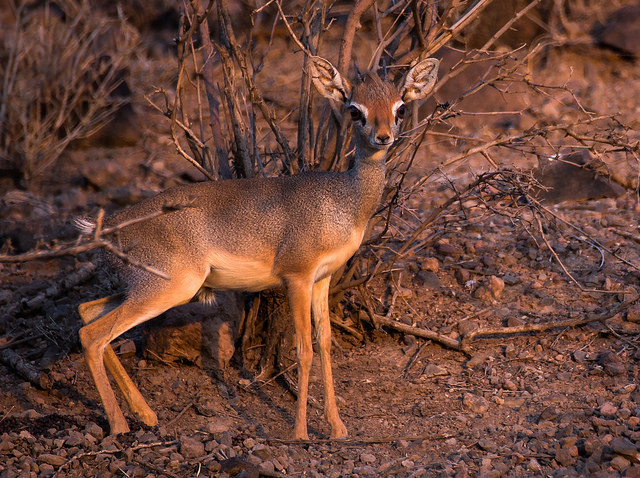 Dik Dik