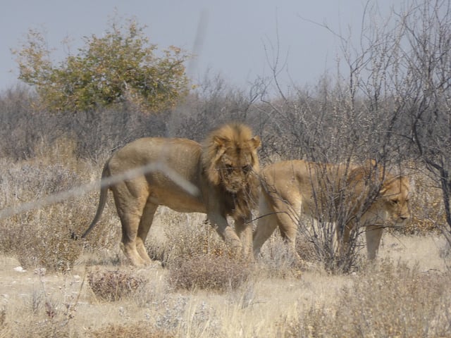 león en áfrica