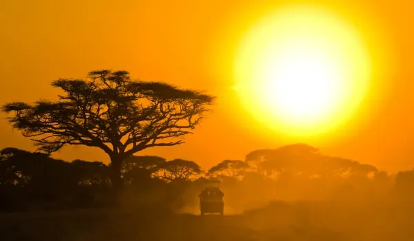 safari post