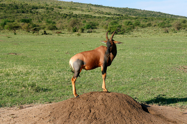 Topi en África