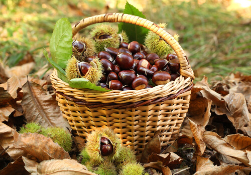 alimento otoño