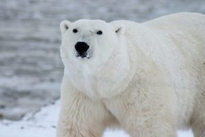 Oso polar, zoo de Ranua, Laponia