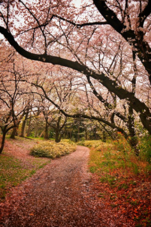 cerezos en flor yoyogi park tokyo