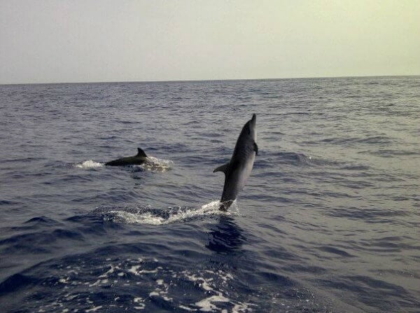 delfines en madeuira