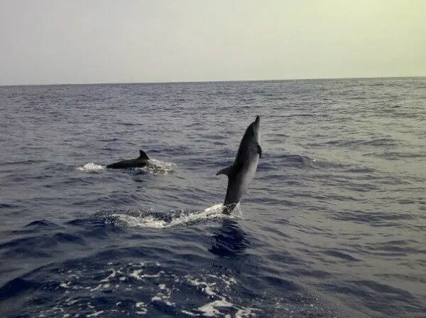 Delfines en Madeira delfines en madeuira