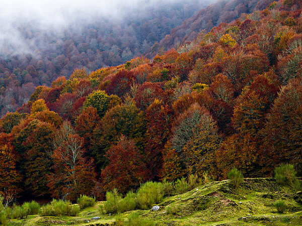 bosques de sajambre otoño