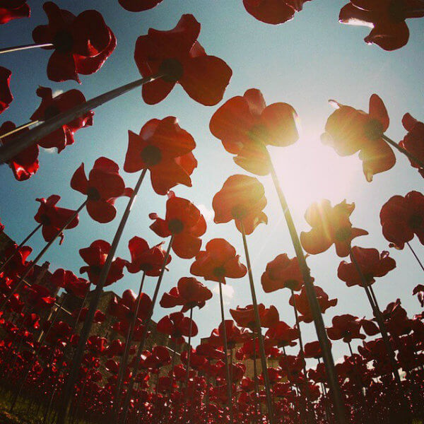Amapolas en la Torre de Londres
