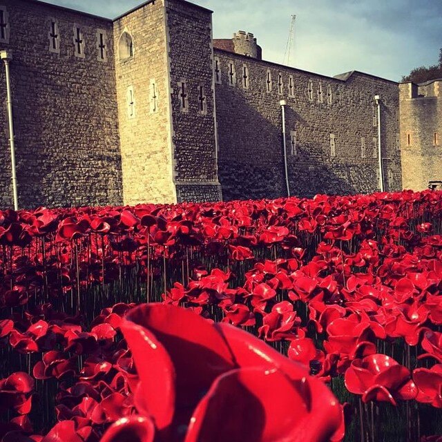 amapolas en la torre de londres