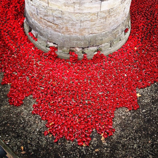 amapolas en la London tower