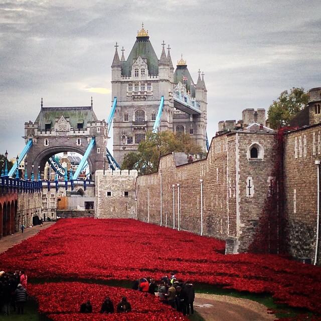 amapolas en la torre de Londres