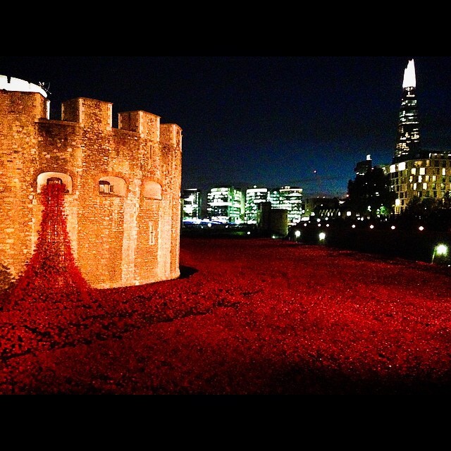 amapolas en la torre de Londres