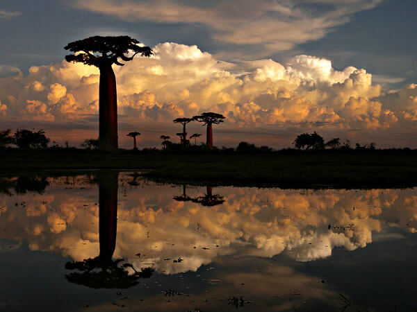 baobabs madagascar
