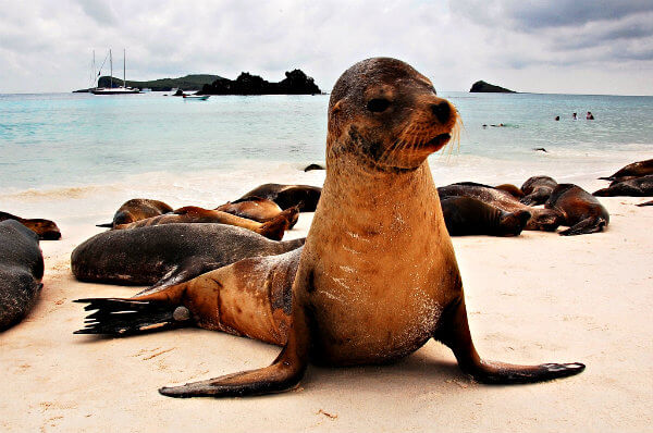 león marino en las islas galapagos