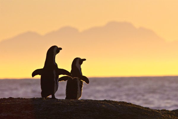 pingüinos en ciudad del cabo