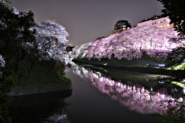 flores iluminadas  en japon