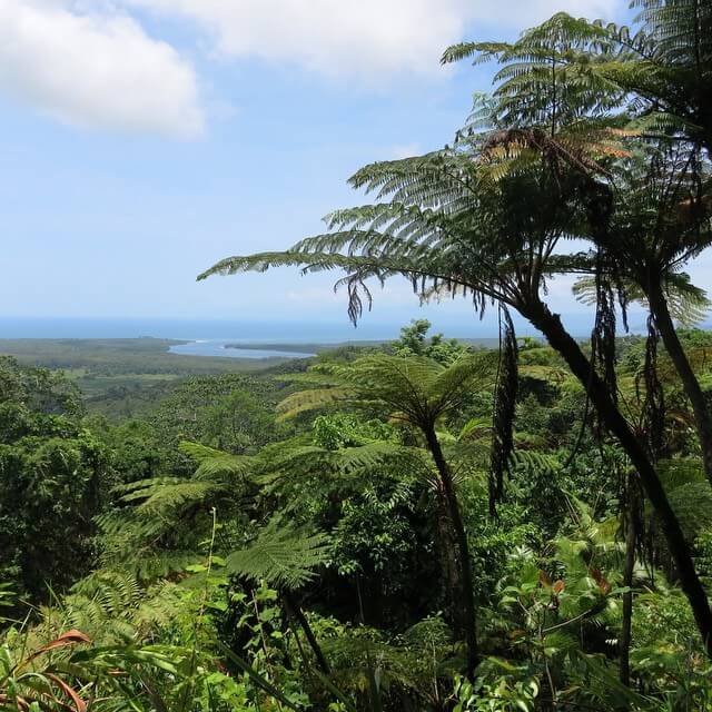 daintree rainforest