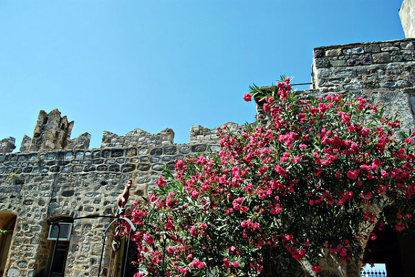 bodrum primavera