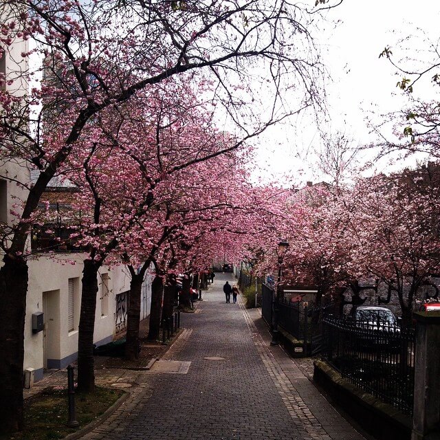 bonn primavera