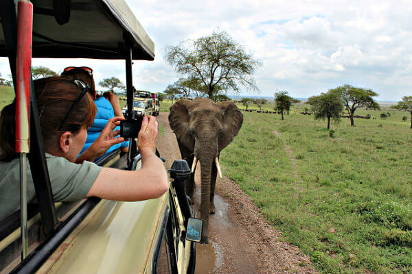 éléphant lors d'un safari dans le Serengheti