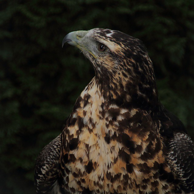 Aves del Montseny. Foto de @nan2302