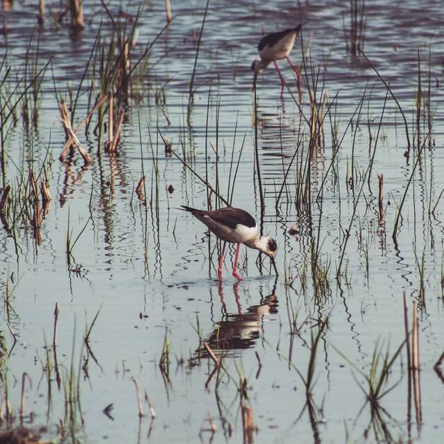 Aves del parque. Foto de @carlesimma