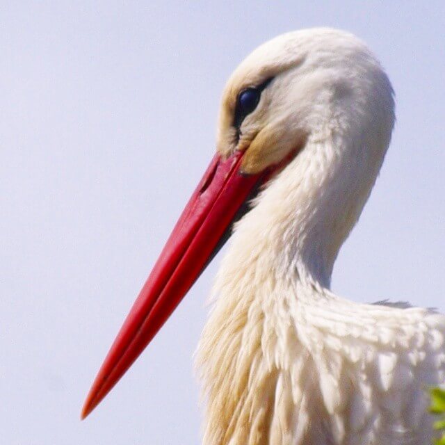 Cigüeña. Foto de @mdulsat
