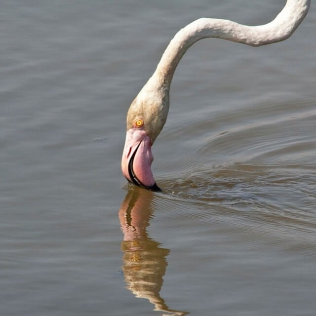 Flameco. Foto de @lifyingbg