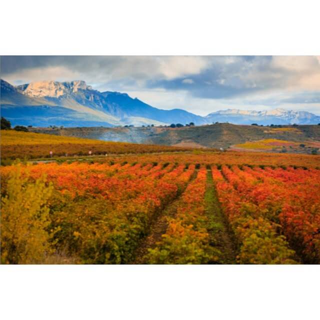 vinedos en la rioja