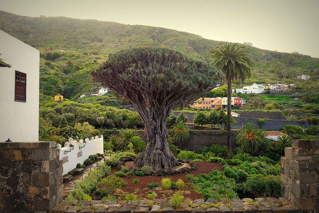 11 cosas que visitar en Tenerife. drago de icod de los vinos