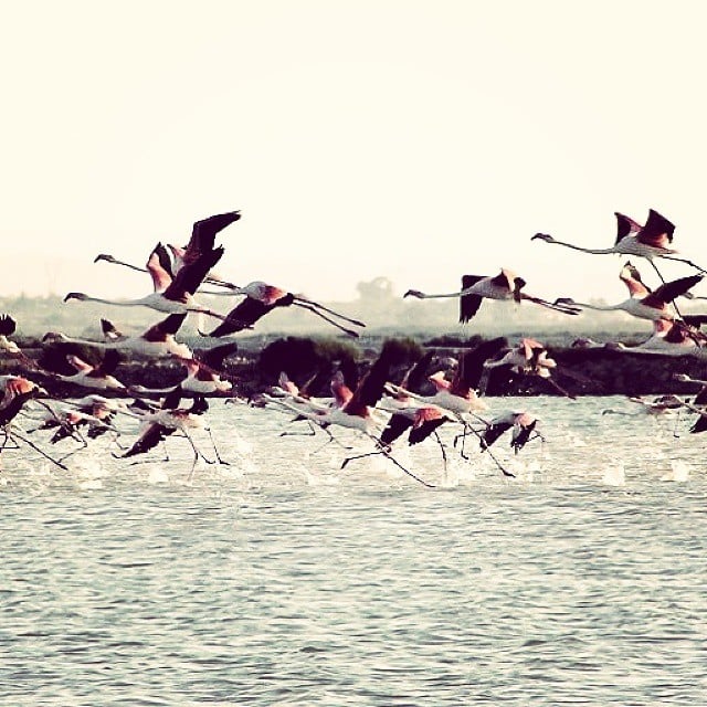 salinas de santa pola con flamencos 