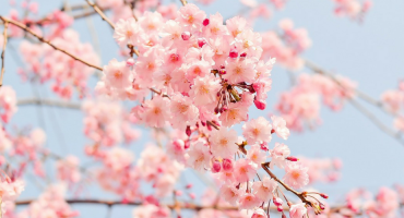 Japón en flor: dónde y cuándo ver los cerezos durante el “Hanami”