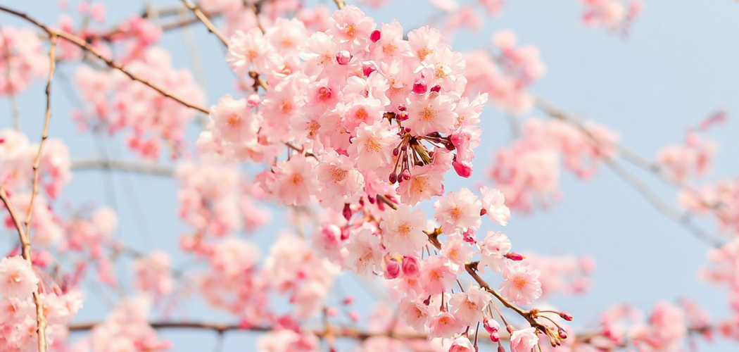 Qué diferencia hay entre los almendros y los cerezos en flor?