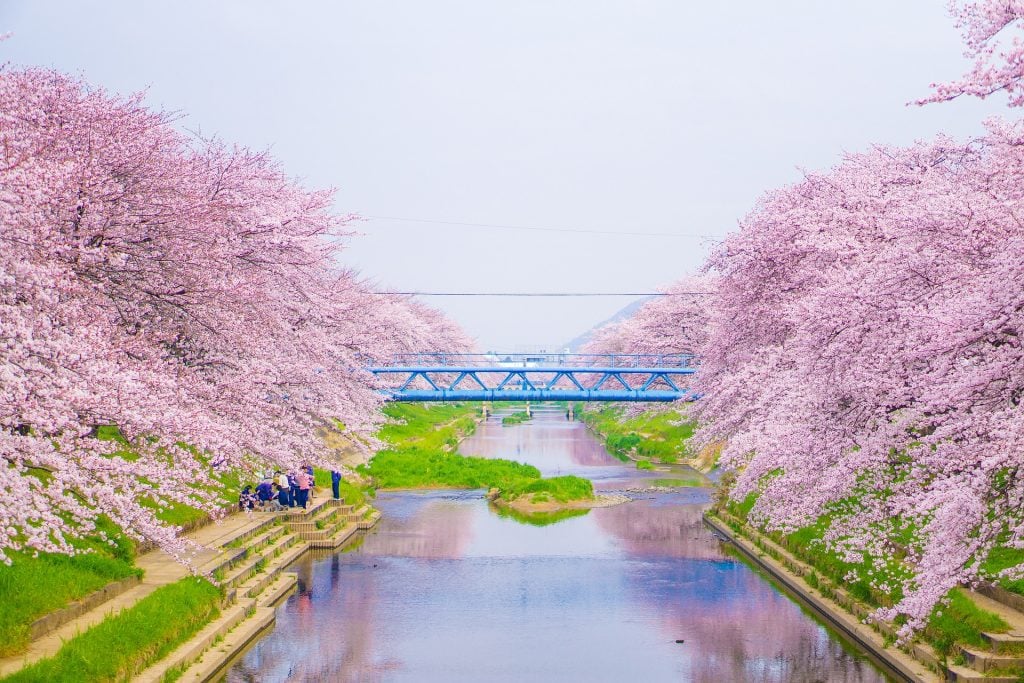 Japón en flor: dónde y cuándo ver los cerezos durante el "Hanami"