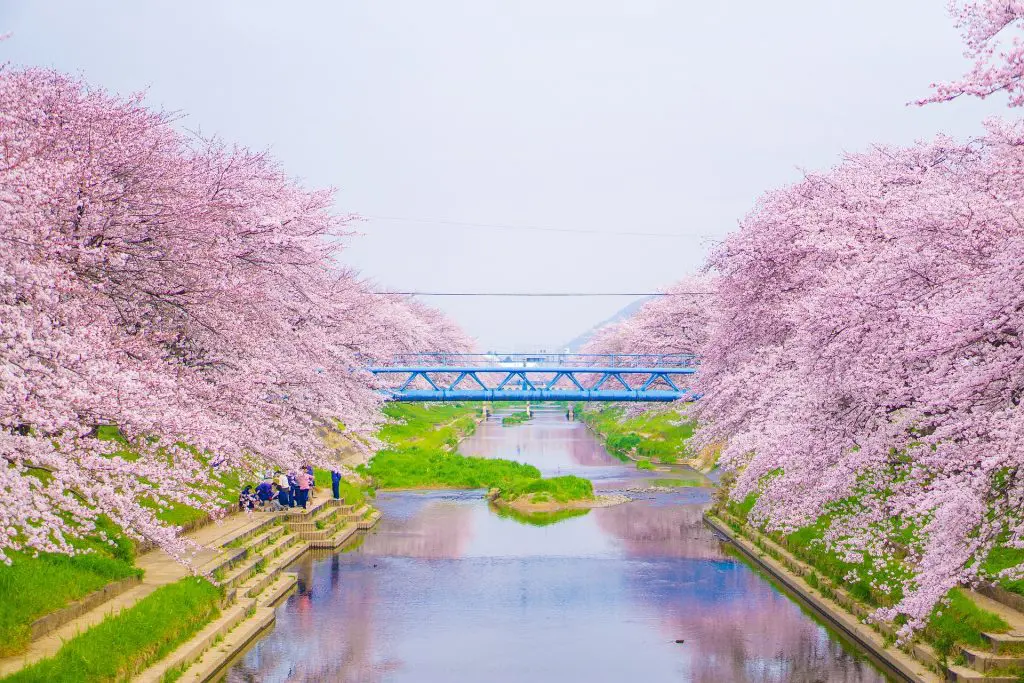 Japón con los cerezos en flor: guía para celebrar el hanami